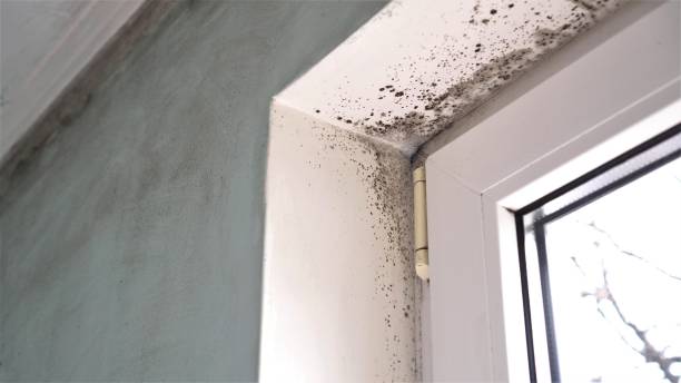 Best Certified Mold Removal  in Saugerties South, NY