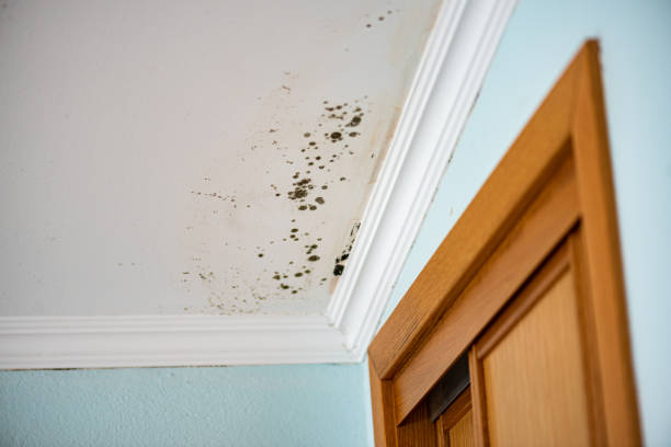 Best Residential Mold Removal  in Saugerties South, NY
