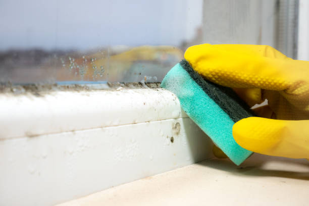 Mold Removal and Inspection in Saugerties South, NY