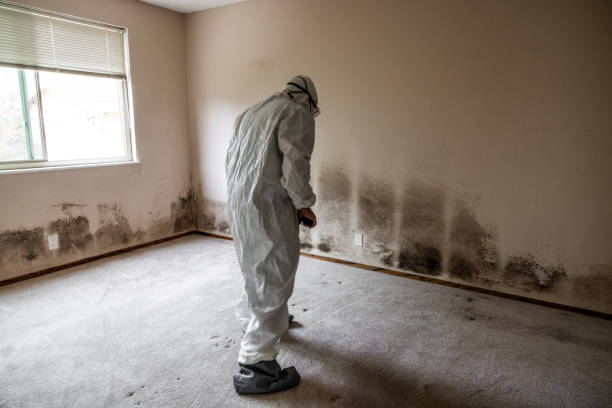 Best Local Mold Removal Service  in Saugerties South, NY